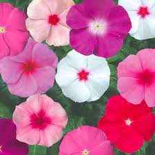 Omaxe Vinca Mixed Seeds