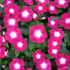 Omaxe Vinca rosea trailing Seeds