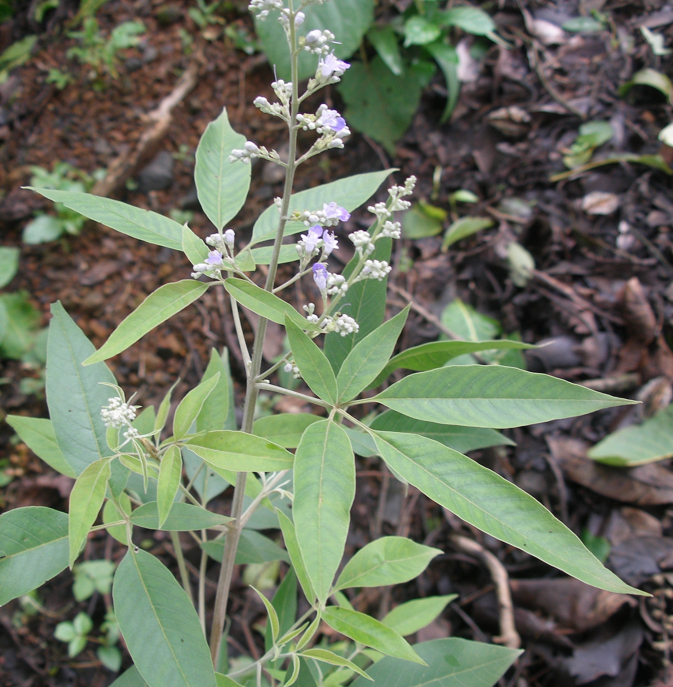 Nirgundi Plant - Vitex Negundo