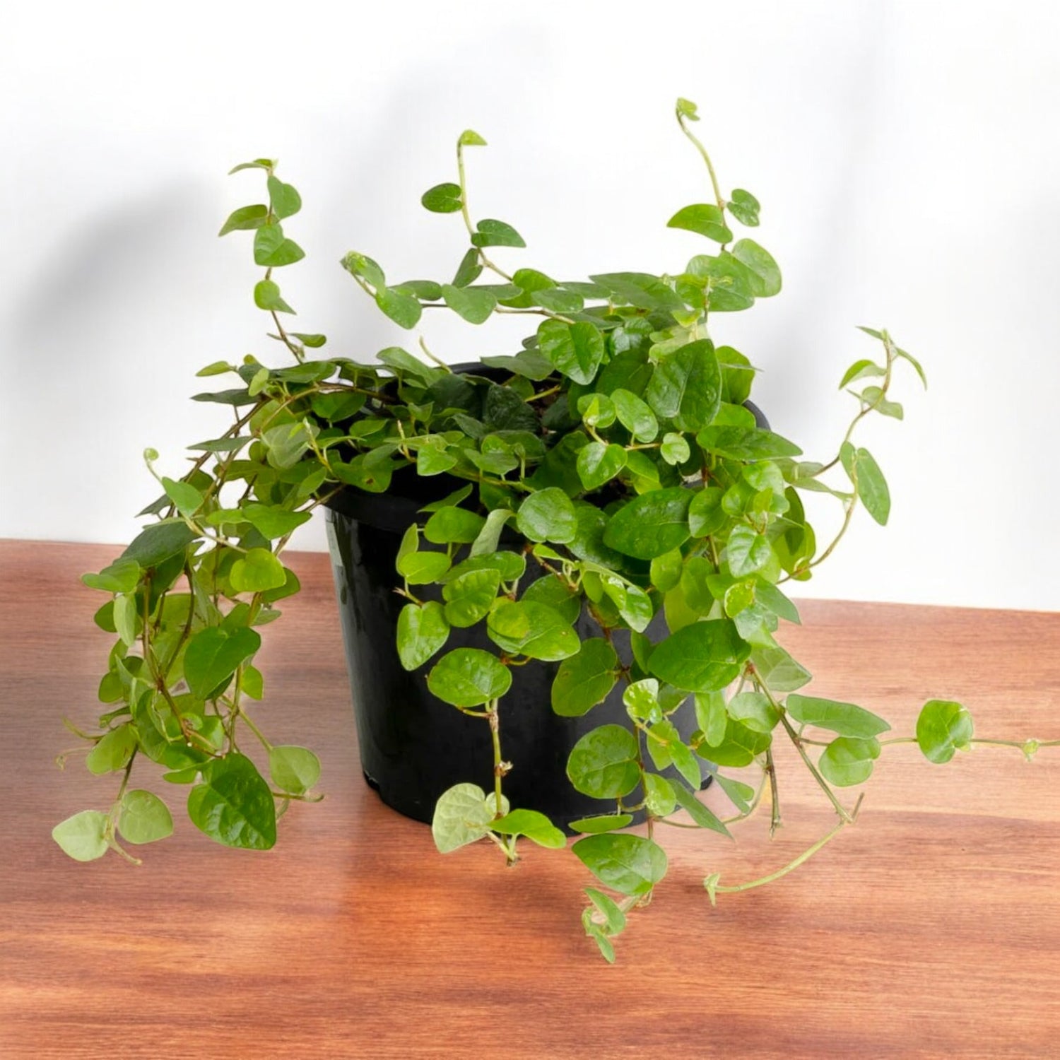 indoor creeper plants online Buy Wall Creeper Plant