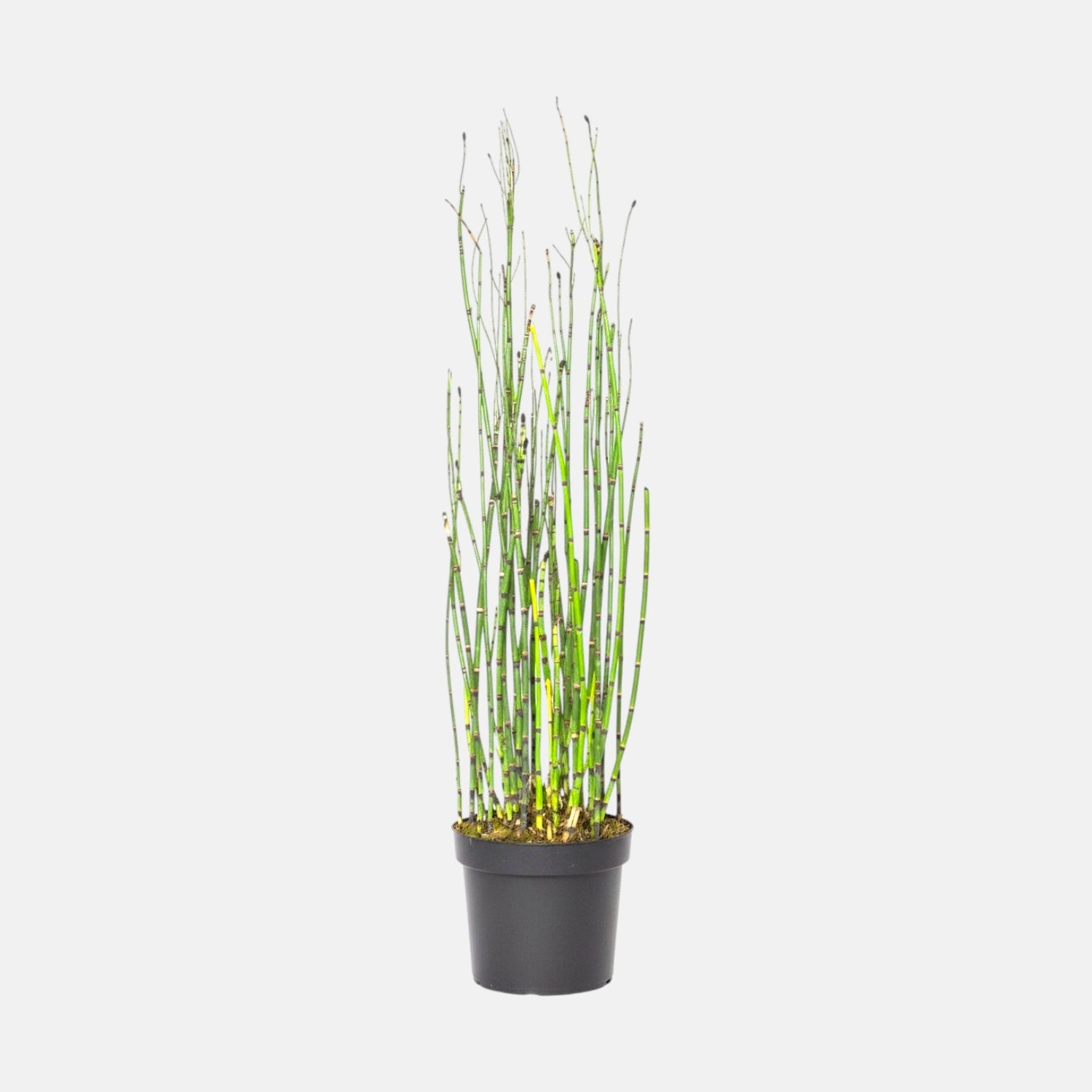 Water Bamboo Plant - Equisetum Hyemale, Rough Horsetail