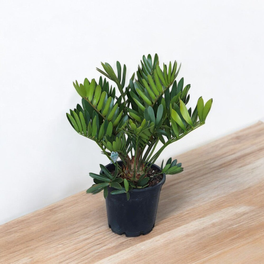 Zamia furfuracea Palm - Cardboard Palm