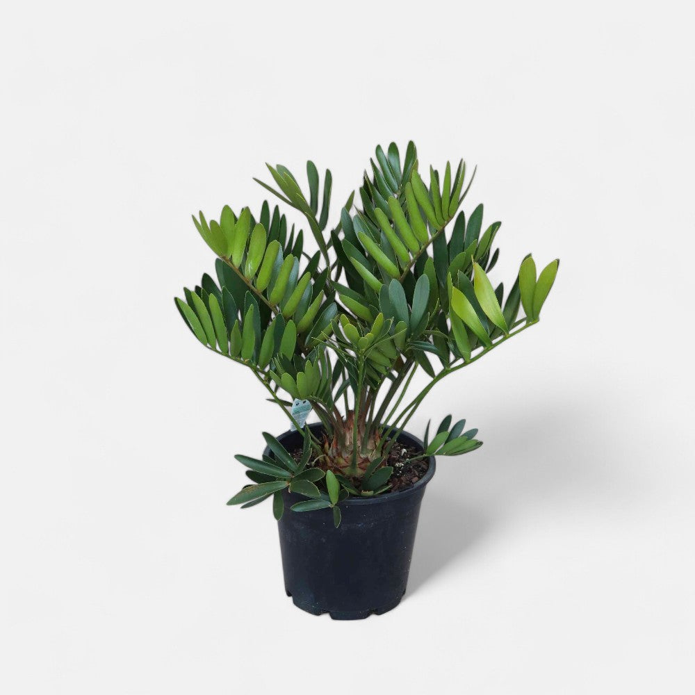 Zamia furfuracea Palm - Cardboard Palm