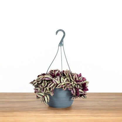 zebrina hanging plant Buy Zebrina Pendula in Hanging Pot Big online at best price