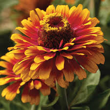 Zinnia Elegans Orange Seeds - omaxe seeds
