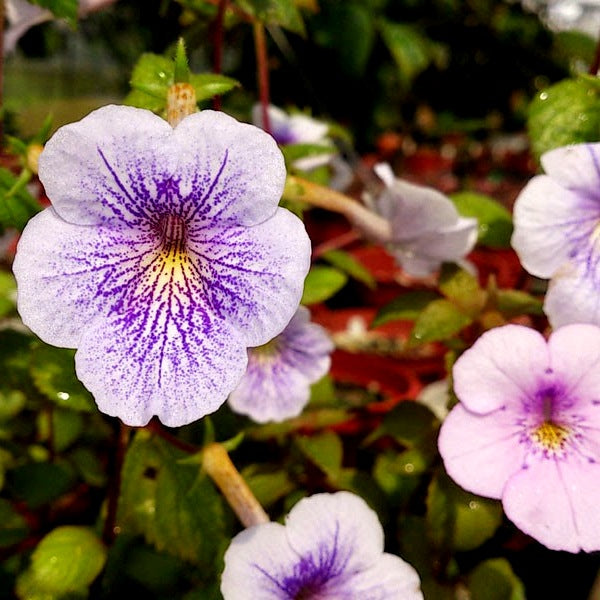 Achimenes White Bulbs (Pack of 3 Bulbs)