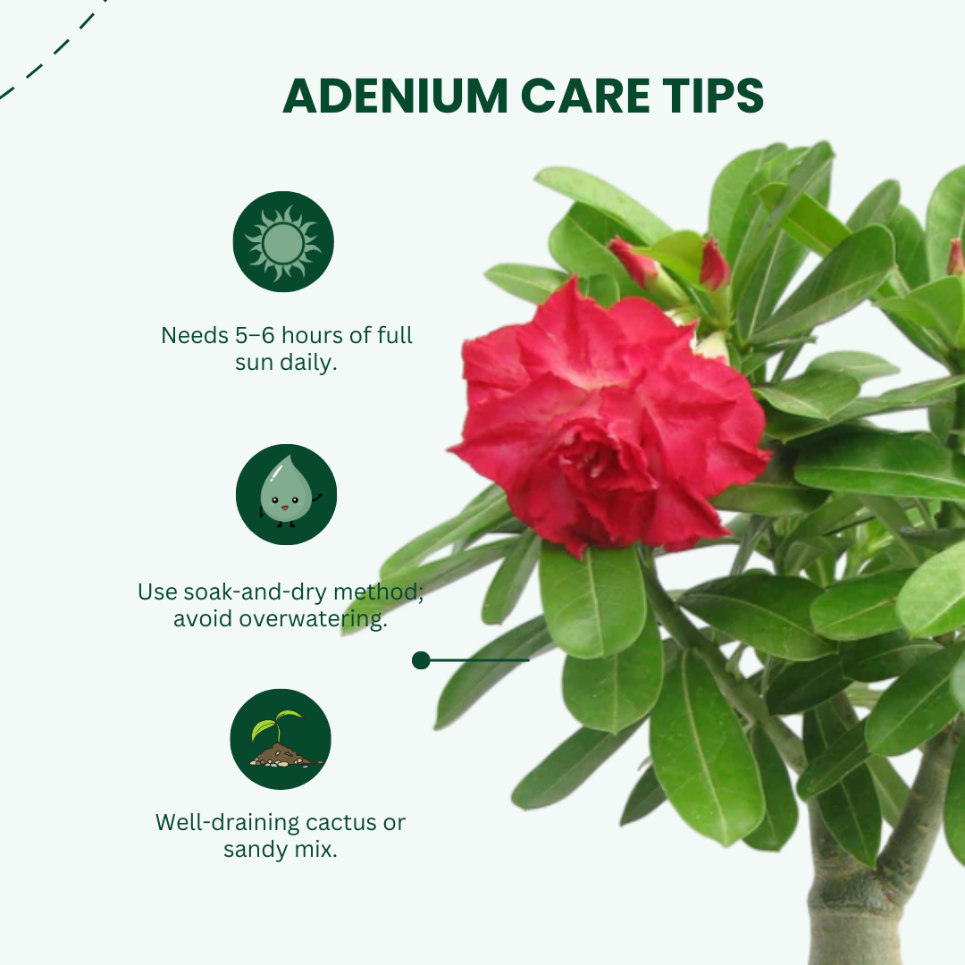 Adenium Red Double Petal Plant | Bonsai-Like Outdoor Flower Plant