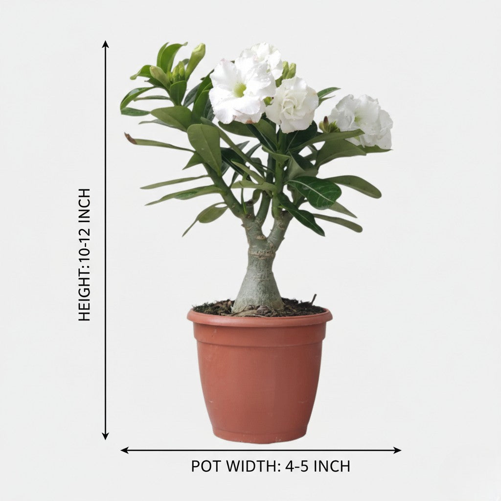 Bonsai Looking Adenium Grafted Plants | Pack of 4 | Random Mix Color | Thick Trunck | Pot Included