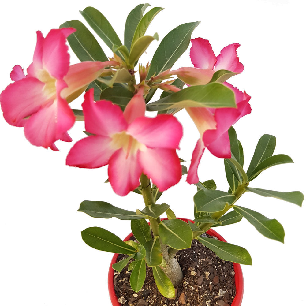 Adenium Pink Mix (Seed Grown) - Adenium obesum, Desert Rose Plant