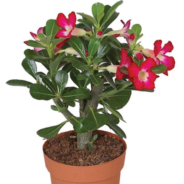 Adenium Pink Mix (Seed Grown) - Adenium obesum, Desert Rose Plant