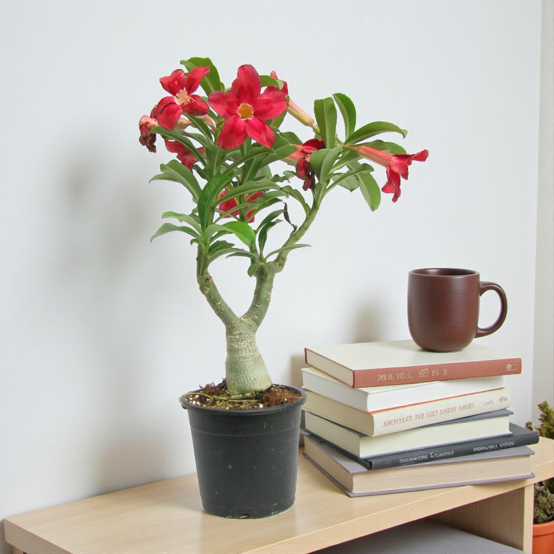 Adenium Red Grafted Plant | Bonsai-Like Outdoor Flower Plant