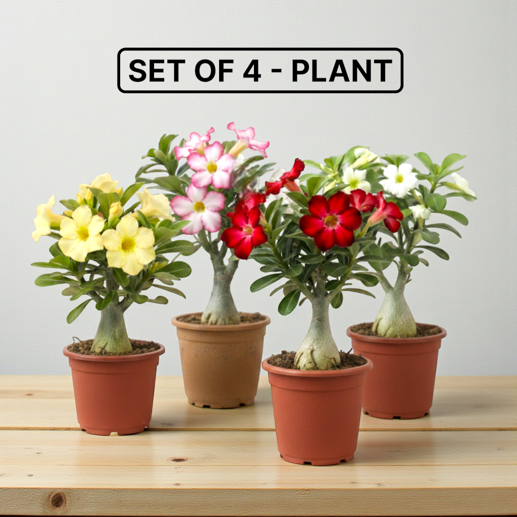 Bonsai Looking Adenium Grafted Plants | Pack of 4 | Random Mix Color | Thick Trunck | Pot Included
