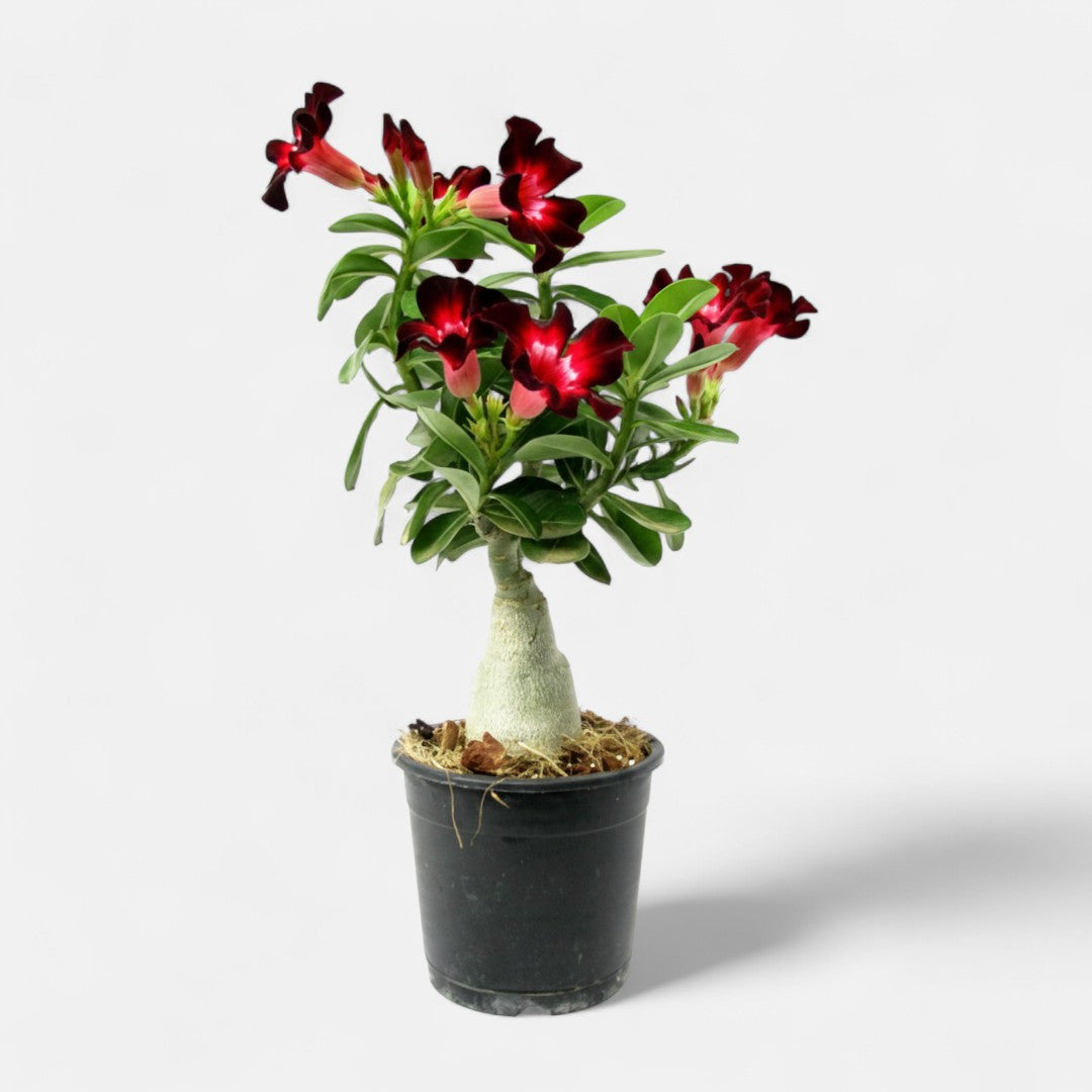 Adenium Velvet Dream Grafted Plant | Bonsai-Like Outdoor Flower Plant