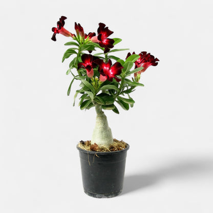 Adenium Velvet Dream Grafted Plant | Bonsai-Like Outdoor Flower Plant