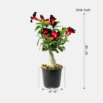 Adenium Velvet Dream Grafted Plant | Bonsai-Like Outdoor Flower Plant