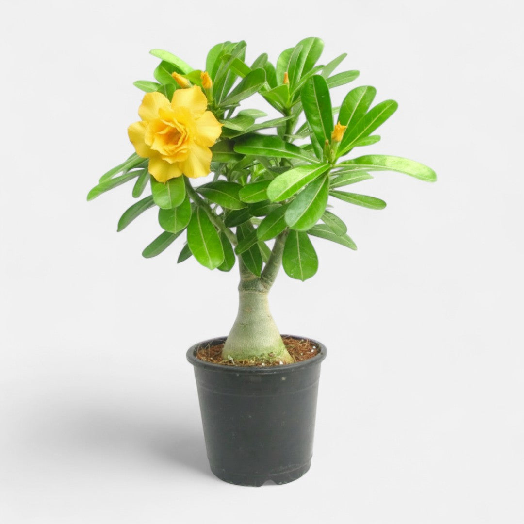 Adenium Yellow Double Petal Plant | Bonsai-Like Outdoor Flower Plant