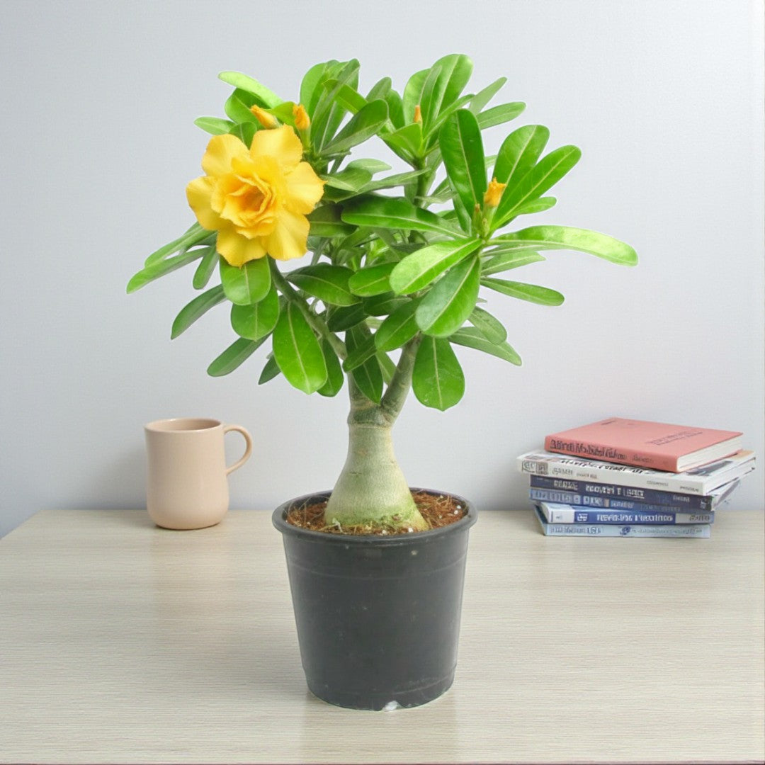 Adenium Yellow Double Petal Plant | Bonsai-Like Outdoor Flower Plant
