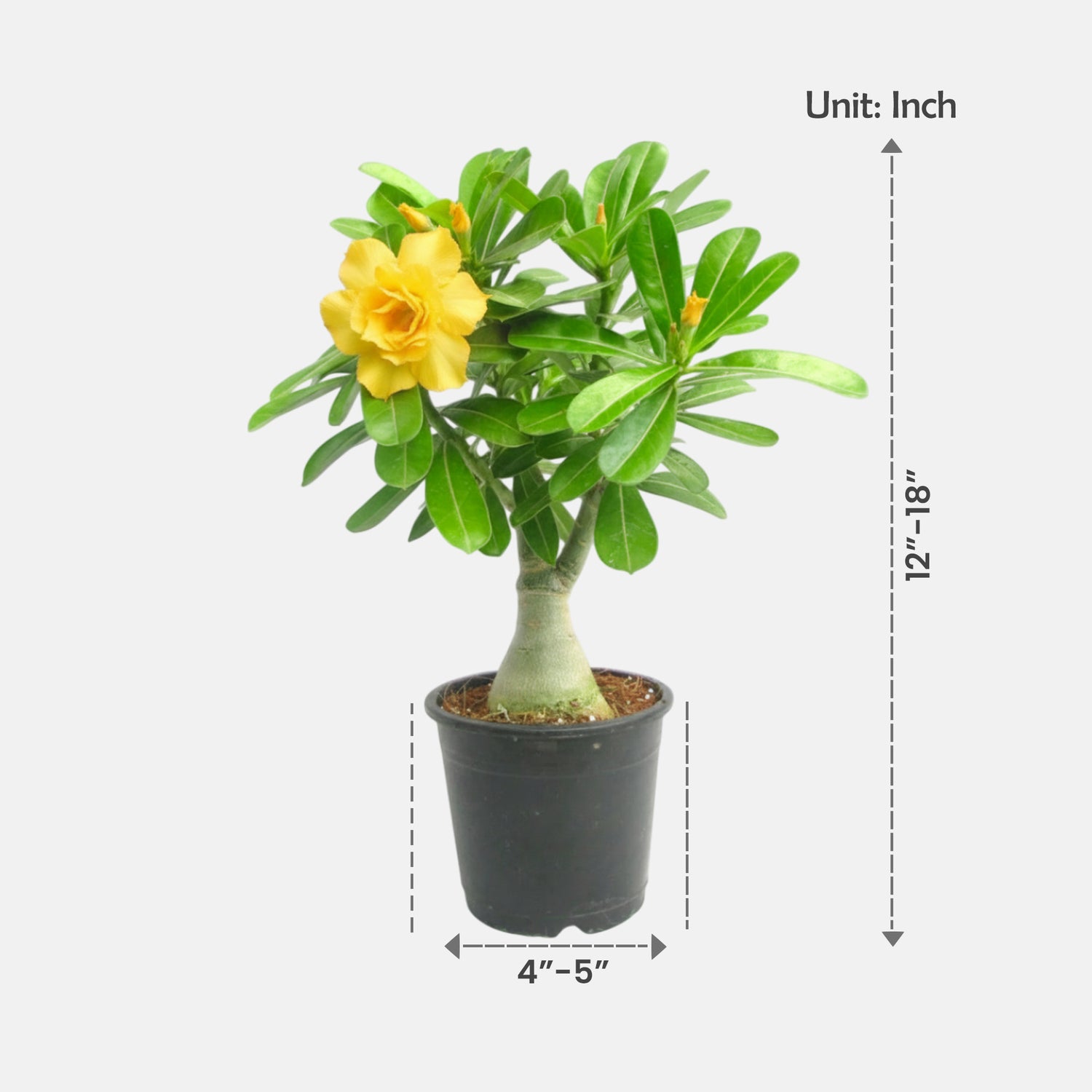 Adenium Yellow Double Petal Plant | Bonsai-Like Outdoor Flower Plant