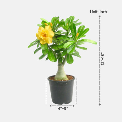 Adenium Yellow Double Petal Plant | Bonsai-Like Outdoor Flower Plant