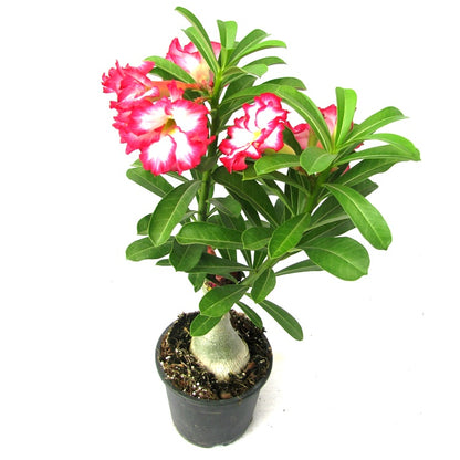 Adenium Light of Sun &amp; Moon(Grafted) - Adenium obesum, Desert Rose Plant