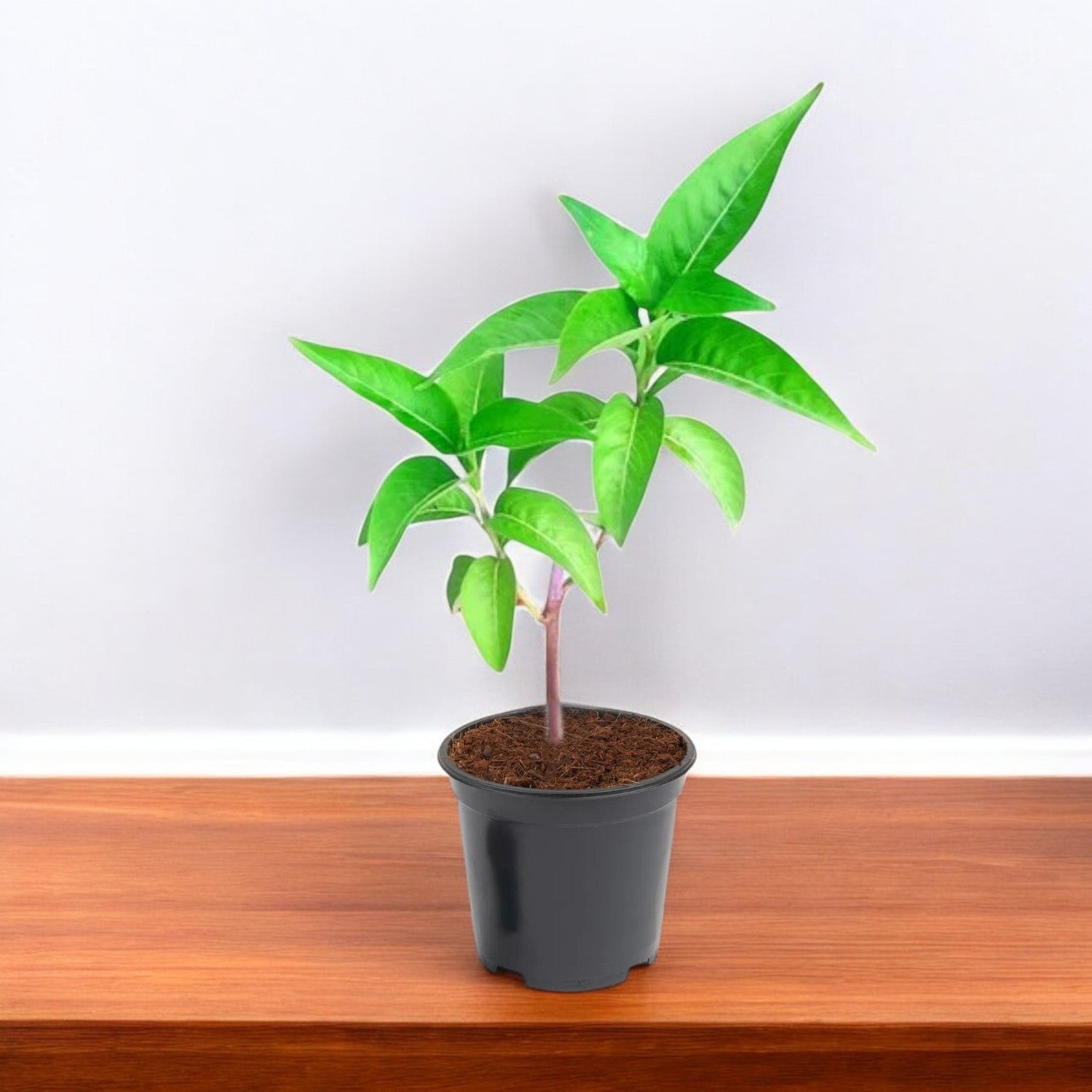 Adulsa Plant