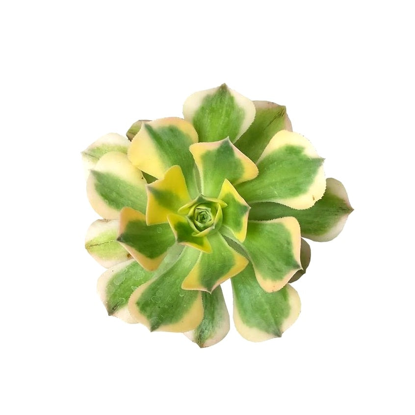 Aeonium ‘Sunburst’ – Copper Pinwheel Succulent Plant