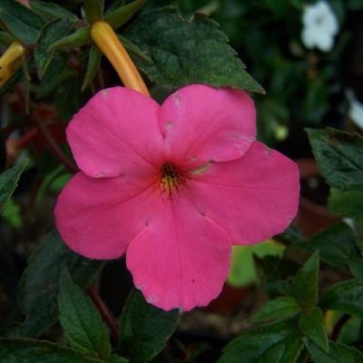 Achimenes Pink Bulbs (Pack of 3 Bulbs)