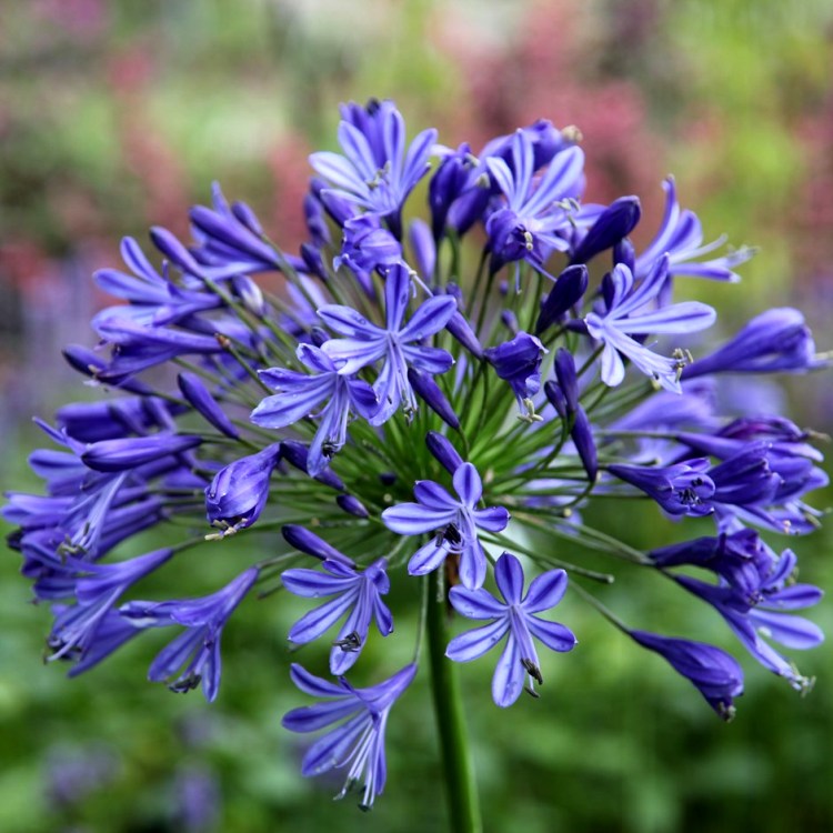 Agapanthus Blue Bulbs (Pack of 2 Bulbs)