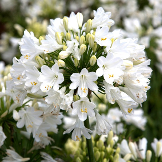 Agapanthus White Bulbs (Pack of 2 Bulbs)