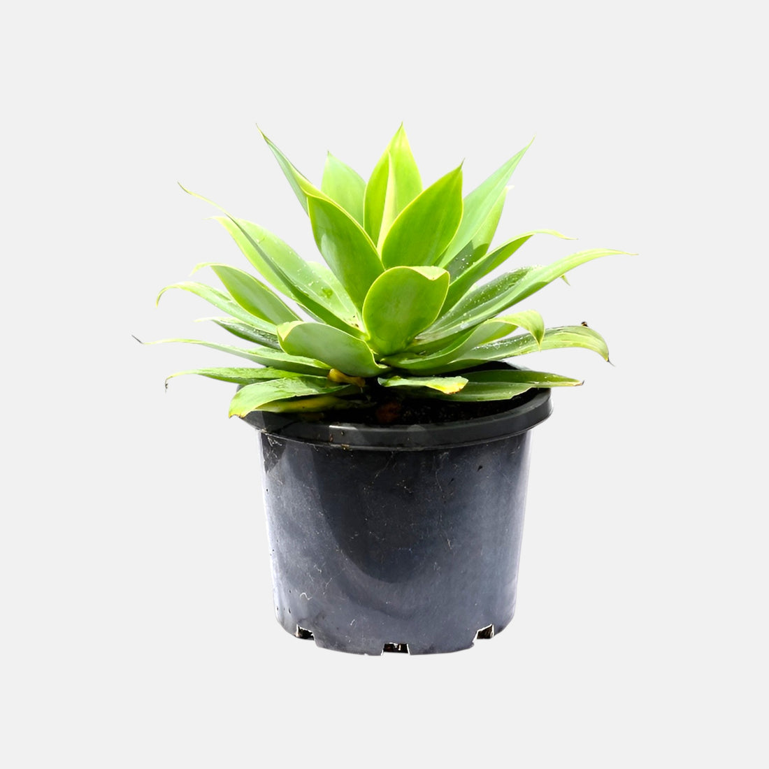 Agave Attenuata Plant - Foxtail Agave