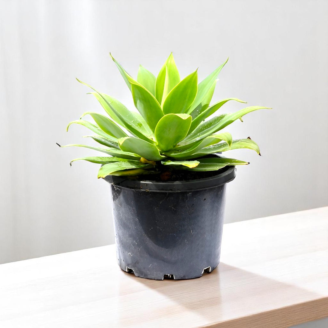 Agave Attenuata