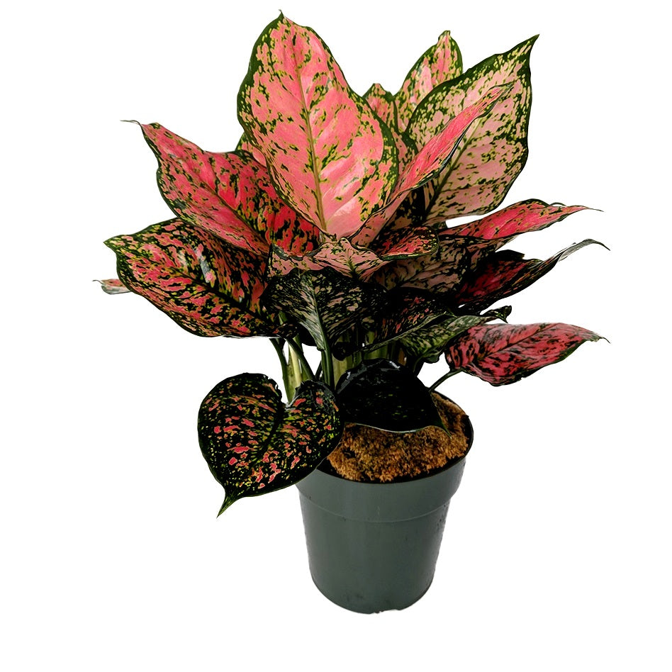 Aglaonema Red Ruby - Chinese Evergreen