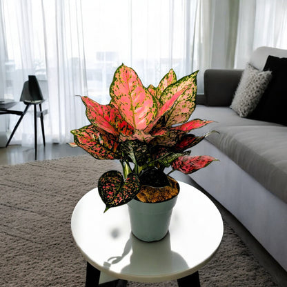 Aglaonema Red Ruby Plant - Chinese Evergreen