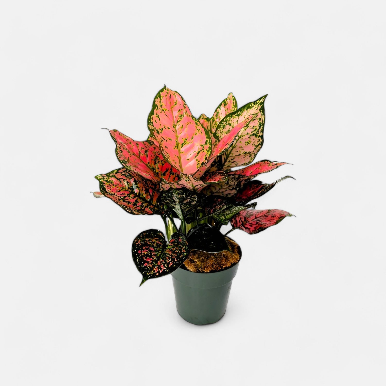 Aglaonema Red Ruby Plant - Chinese Evergreen