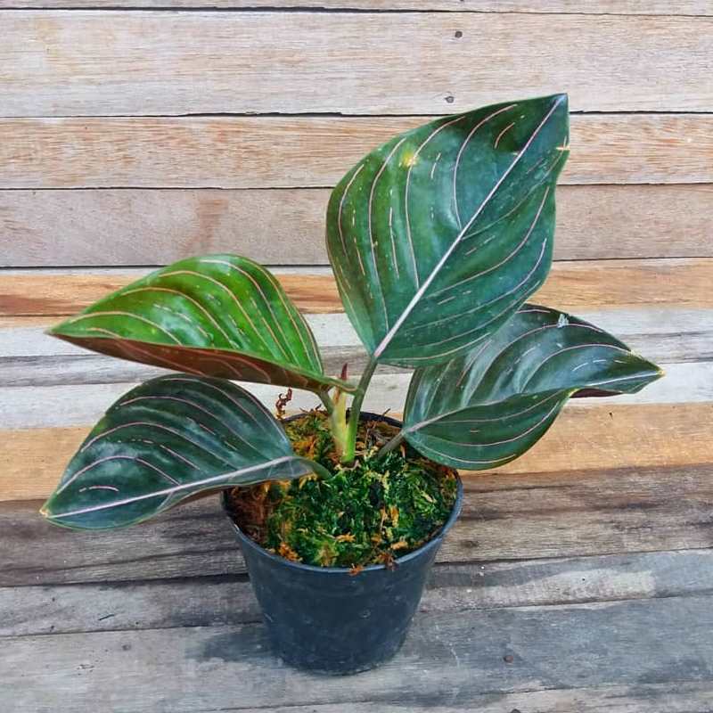 Aglaonema Rotundum Plant