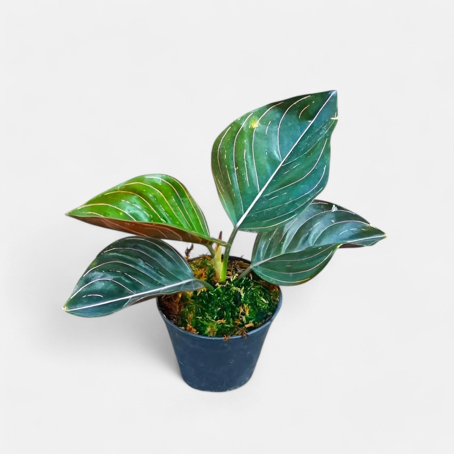 Aglaonema Rotundum Plant