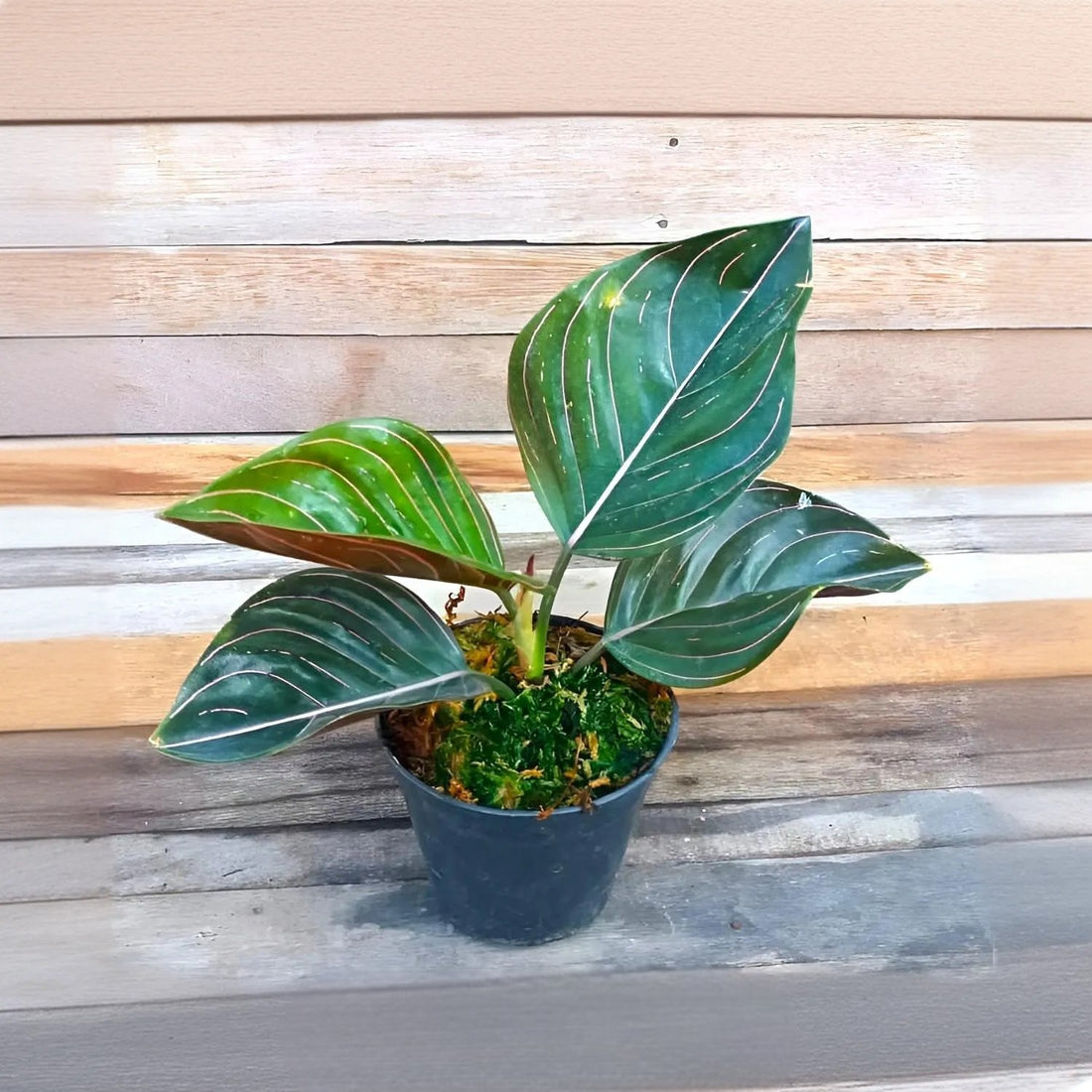 Aglaonema Rotundum Plant