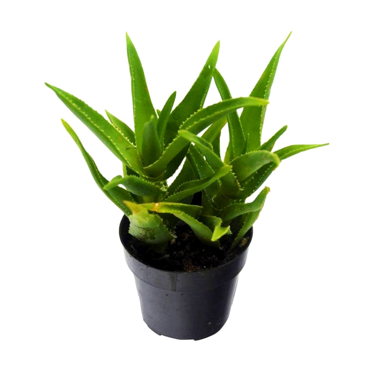 Aloe Barbadensis Succulent Plant