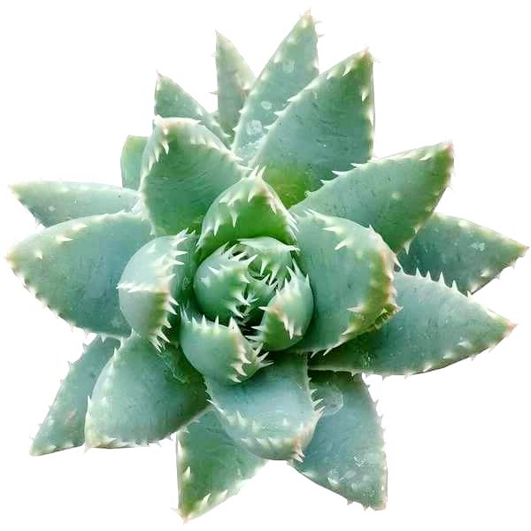 Aloe Brevifolia Succulent Plant