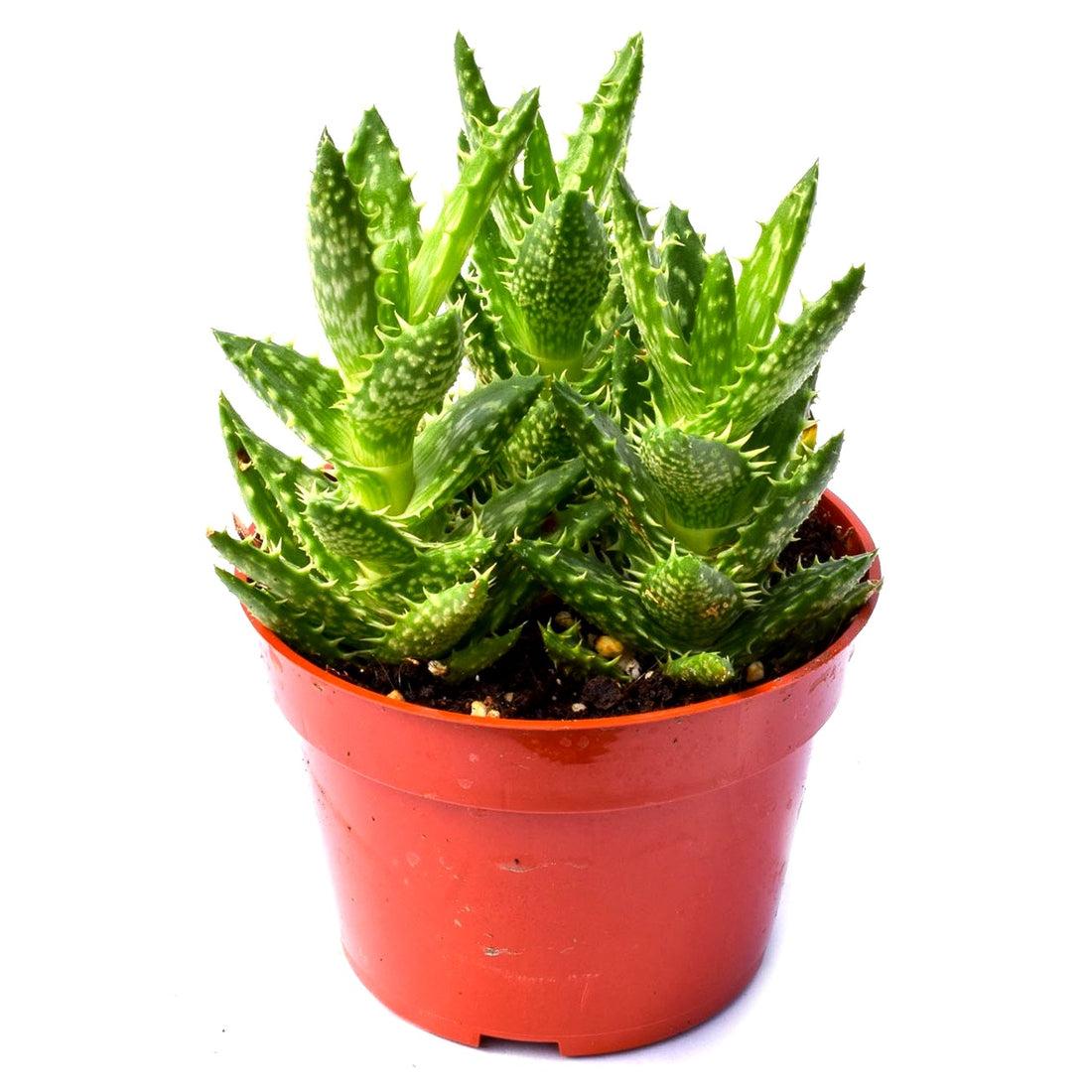 Buy Aloe Juvenna Succulent Plant Online At Best Price buy-aloe-juvenna-succulent-plant-online-at-best-price