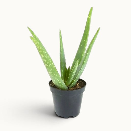 Aloe Vera Plant (in 5-Inch Pot)