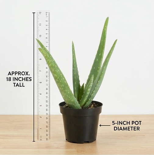 Aloe Vera Plant (in 5-Inch Pot)
