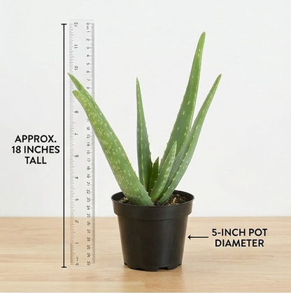 Aloe Vera Plant (in 5-Inch Pot)