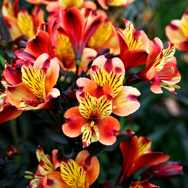 Alstroemeria Bulbs - 3 Bulbs