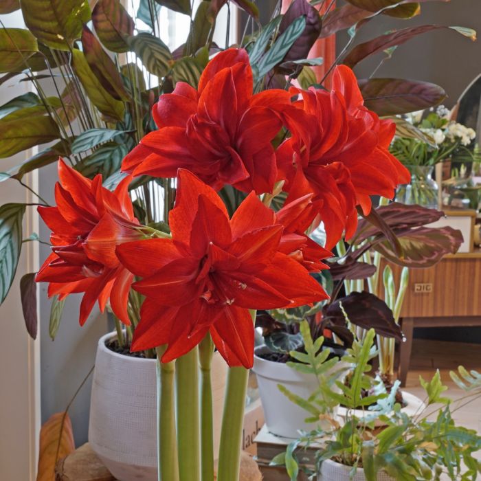 Amaryllis Lily double Bulb Red (Pack of 5)