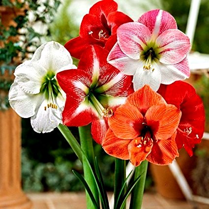 Amaryllis Lily Australian Mix Bulbs (Pack of 3)