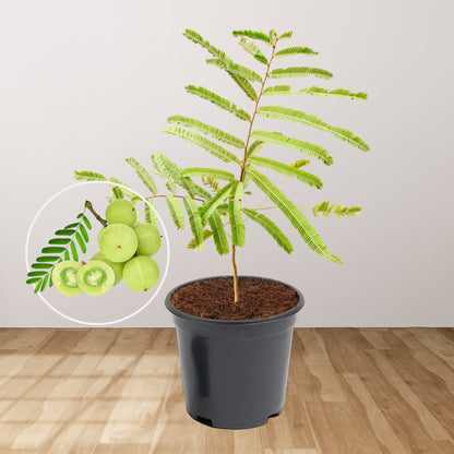 amla plant in pot Buy Amla Plant (big size fruit)