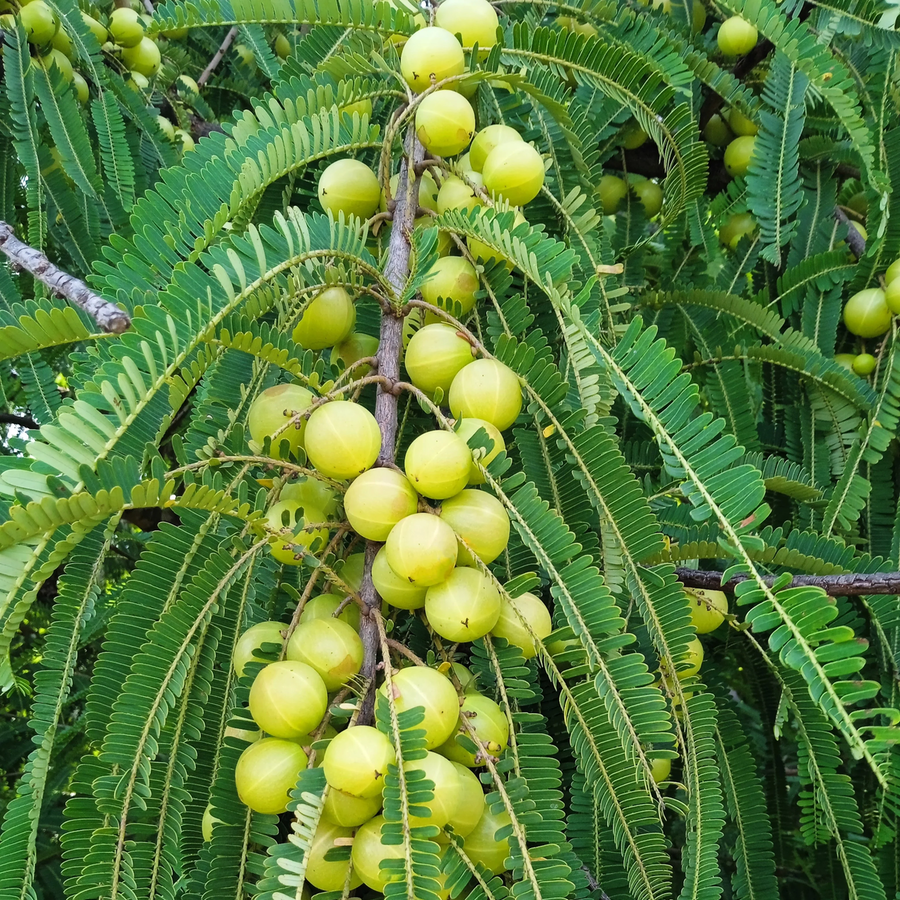 https://plantsguru.com/cdn/shop/files/amla-plant-Indian_Gooseberry.png?v=1738347099