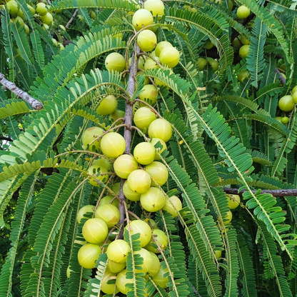 Amla Plant (big size fruit) - Indian Gooseberry