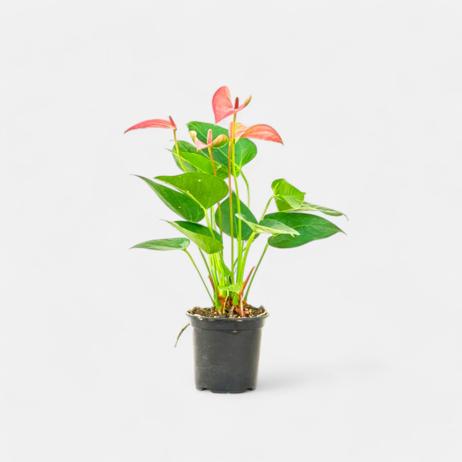 Anthurium Pink Plant - Flamingo Flower, Tailflower Plant